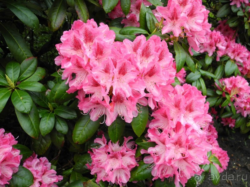 Голландия. Парк тюльпанов Кёкенхоф