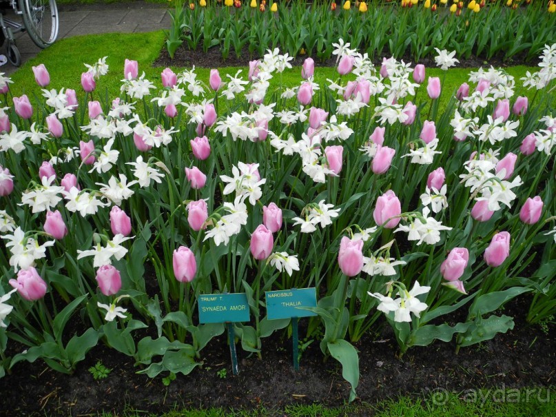 Голландия. Парк тюльпанов Кёкенхоф