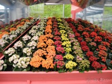 Голландия. Парк тюльпанов Кёкенхоф