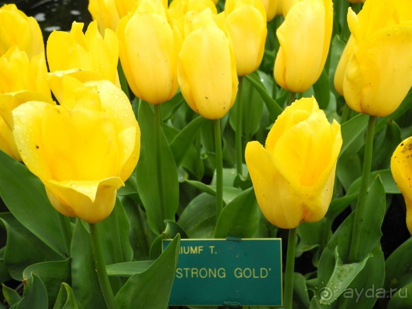 Голландия. Парк тюльпанов Кёкенхоф