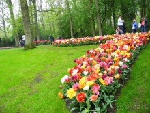 Голландия. Парк тюльпанов Кёкенхоф