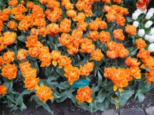 Голландия. Парк тюльпанов Кёкенхоф