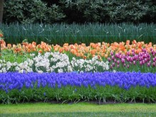 Голландия. Парк тюльпанов Кёкенхоф