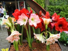 Голландия. Парк тюльпанов Кёкенхоф