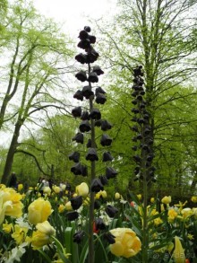 Голландия. Парк тюльпанов Кёкенхоф