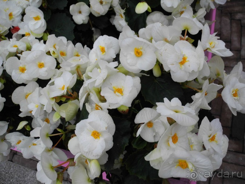 Голландия. Парк тюльпанов Кёкенхоф