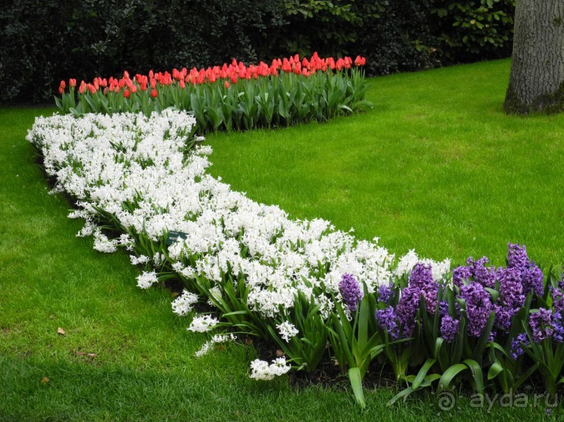 Голландия. Парк тюльпанов Кёкенхоф