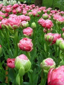 Голландия. Парк тюльпанов Кёкенхоф