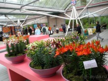 Голландия. Парк тюльпанов Кёкенхоф