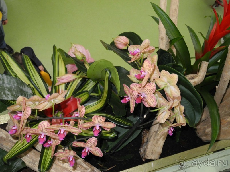 Голландия. Парк тюльпанов Кёкенхоф