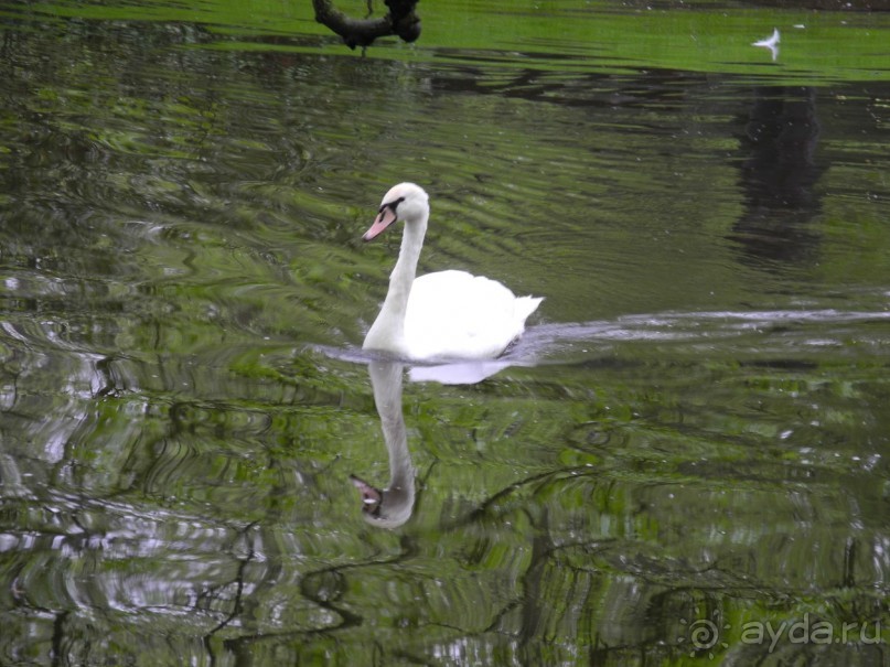 Голландия. Парк тюльпанов Кёкенхоф