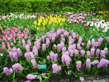 Голландия. Парк тюльпанов Кёкенхоф