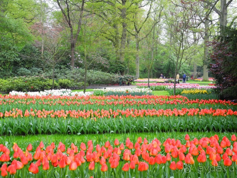 Голландия. Парк тюльпанов Кёкенхоф
