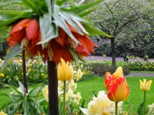 Голландия. Парк тюльпанов Кёкенхоф