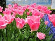 Голландия. Парк тюльпанов Кёкенхоф