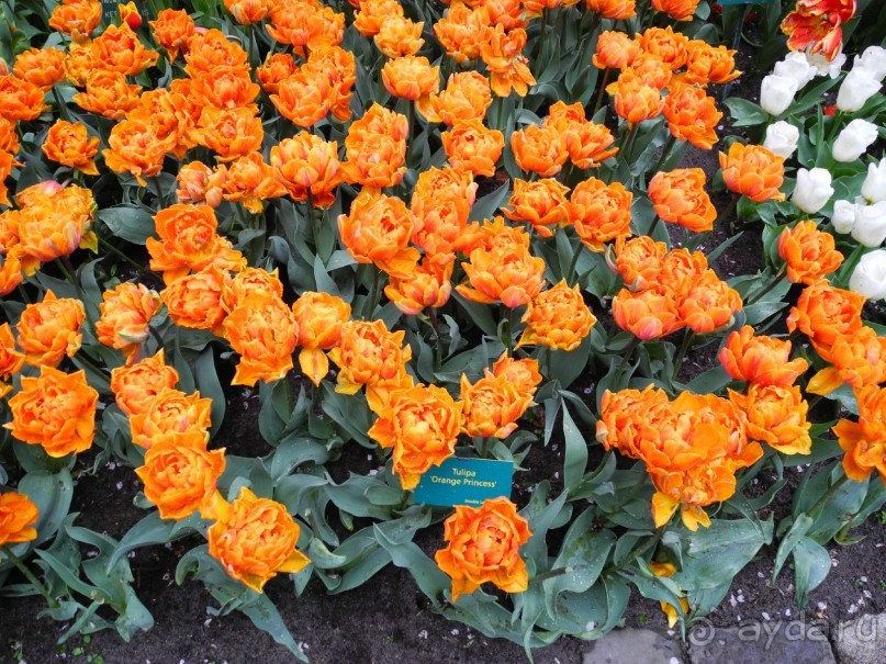 Голландия. Парк тюльпанов Кёкенхоф