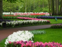 Голландия. Парк тюльпанов Кёкенхоф