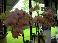 Голландия. Парк тюльпанов Кёкенхоф