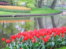 Голландия. Парк тюльпанов Кёкенхоф