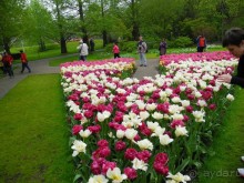 Голландия. Парк тюльпанов Кёкенхоф