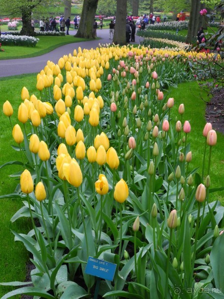 Голландия. Парк тюльпанов Кёкенхоф