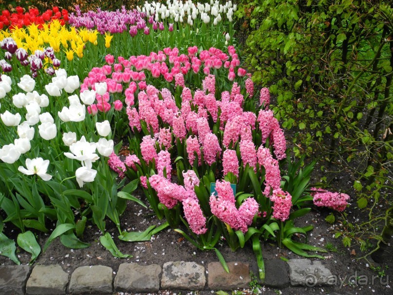 Голландия. Парк тюльпанов Кёкенхоф