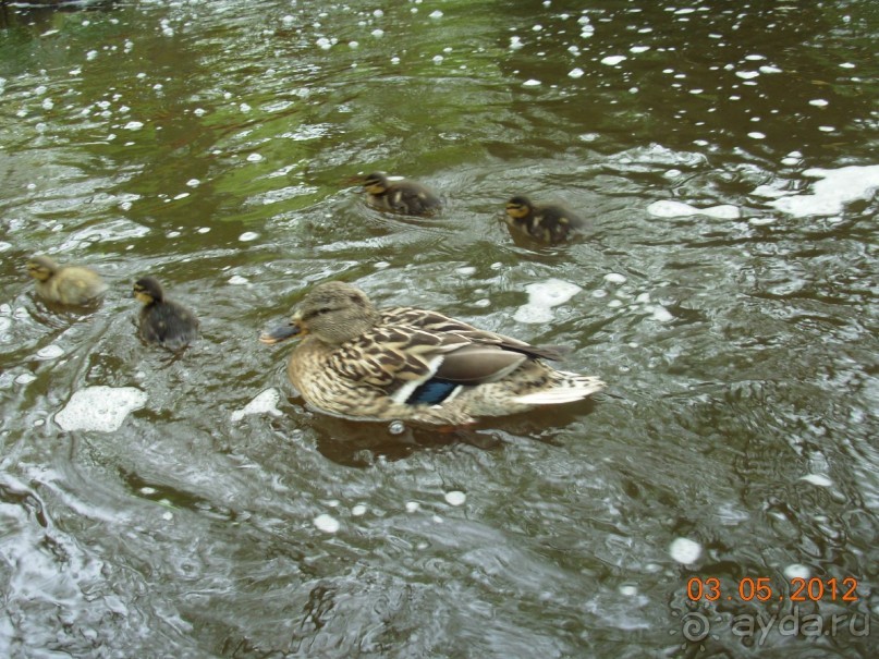 Голландия. Парк тюльпанов Кёкенхоф
