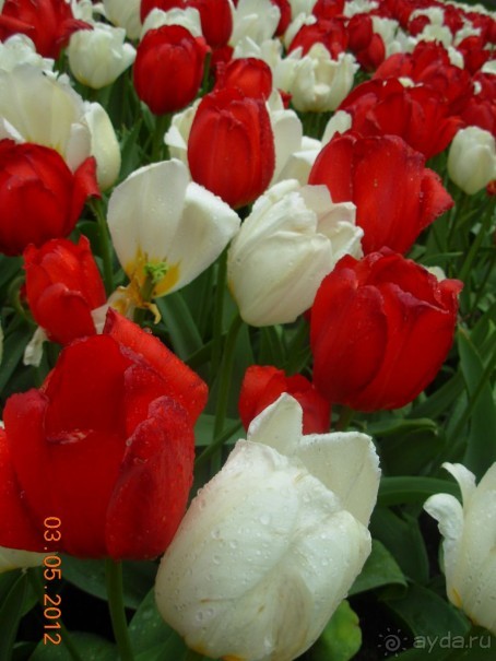 Голландия. Парк тюльпанов Кёкенхоф