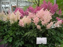 Голландия. Парк тюльпанов Кёкенхоф