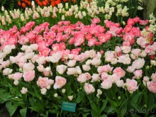 Голландия. Парк тюльпанов Кёкенхоф