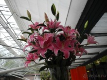 Голландия. Парк тюльпанов Кёкенхоф