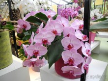 Голландия. Парк тюльпанов Кёкенхоф