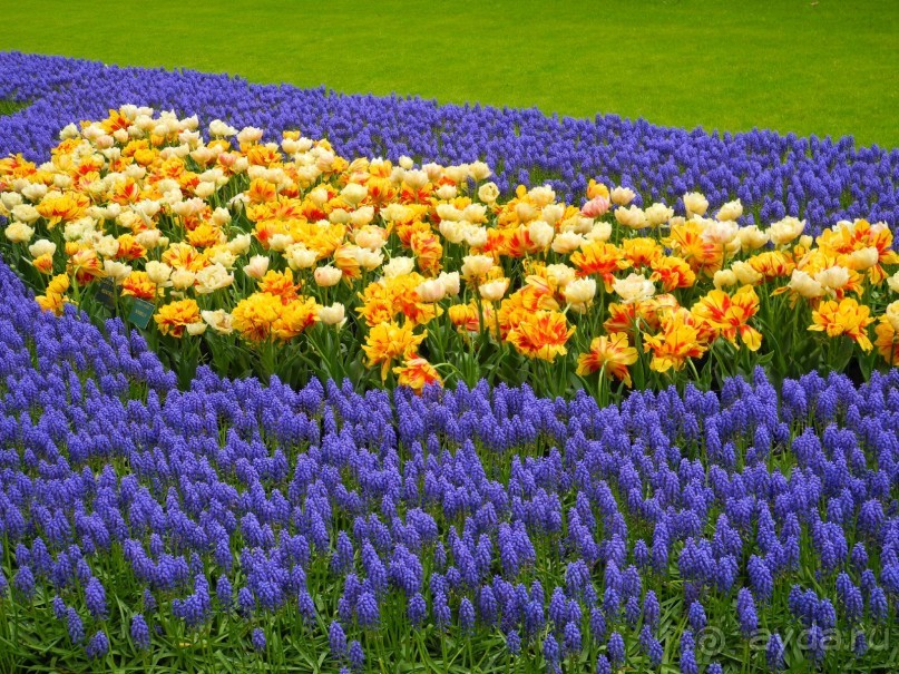 Голландия. Парк тюльпанов Кёкенхоф