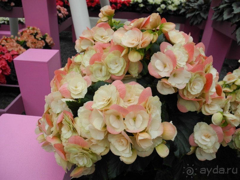 Голландия. Парк тюльпанов Кёкенхоф