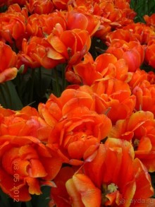 Голландия. Парк тюльпанов Кёкенхоф