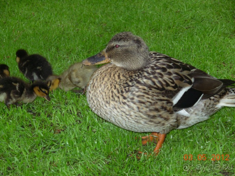 Голландия. Парк тюльпанов Кёкенхоф