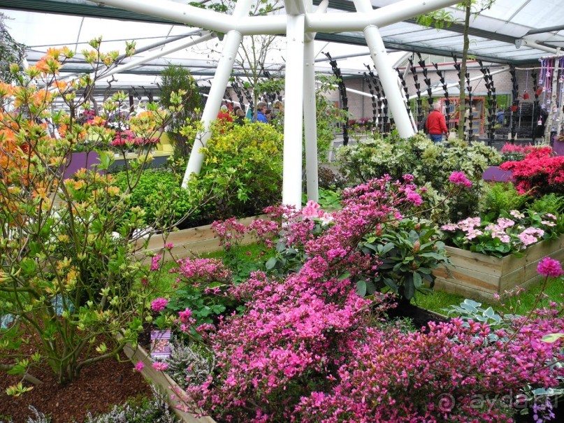 Голландия. Парк тюльпанов Кёкенхоф