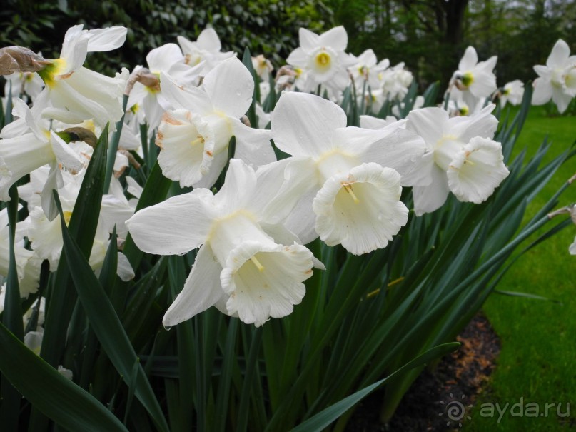 Голландия. Парк тюльпанов Кёкенхоф