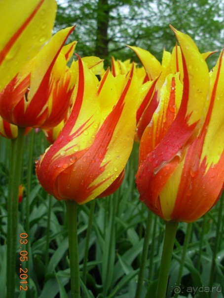 Голландия. Парк тюльпанов Кёкенхоф