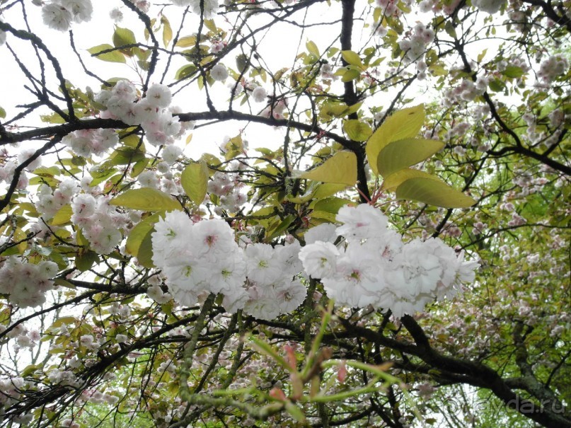 Голландия. Парк тюльпанов Кёкенхоф