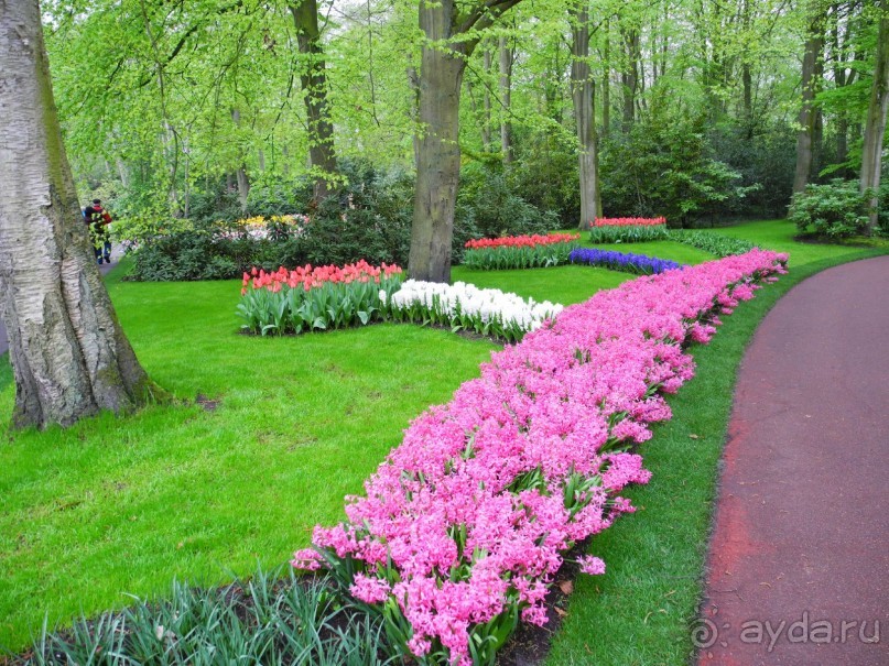 Голландия. Парк тюльпанов Кёкенхоф