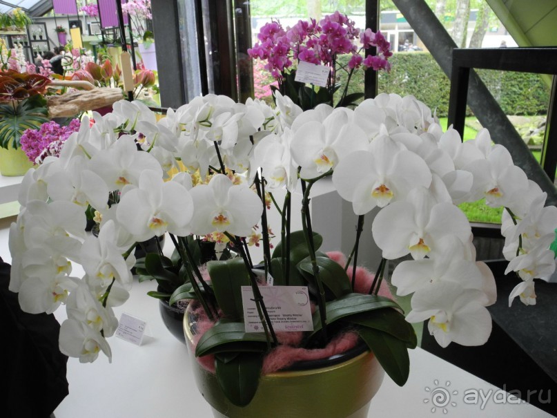 Голландия. Парк тюльпанов Кёкенхоф