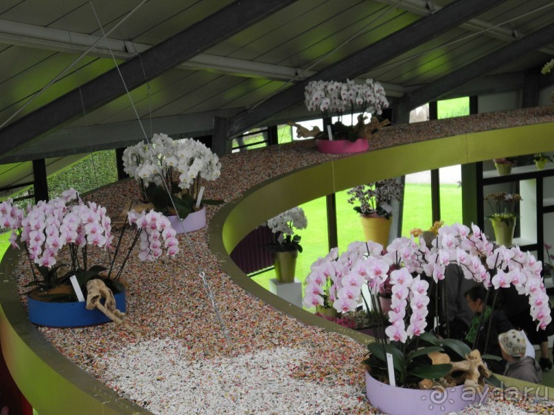 Голландия. Парк тюльпанов Кёкенхоф