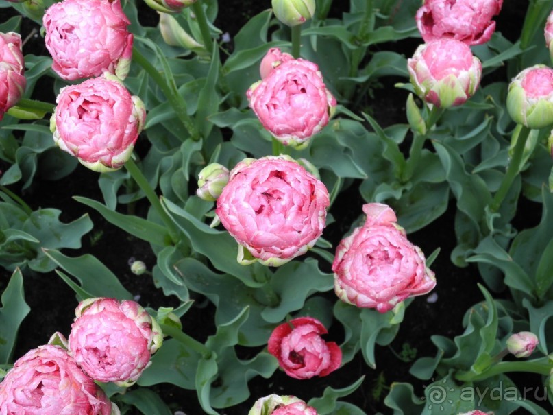 Голландия. Парк тюльпанов Кёкенхоф