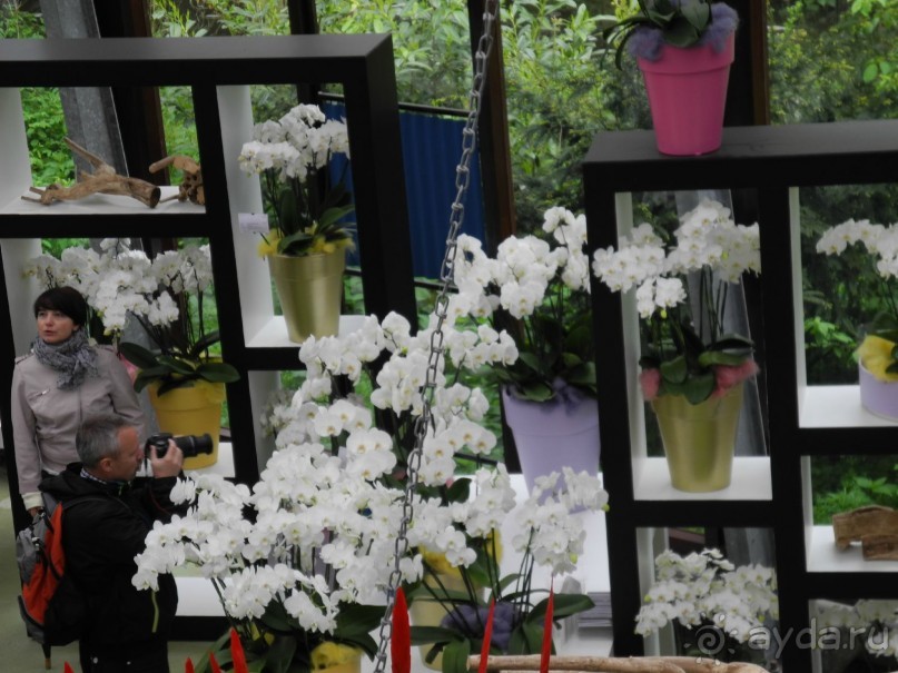 Голландия. Парк тюльпанов Кёкенхоф