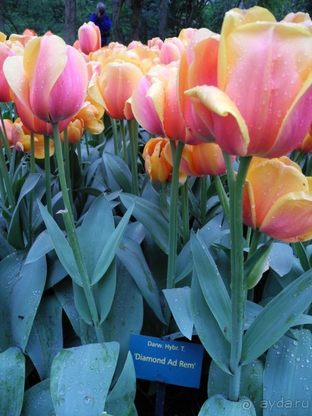 Голландия. Парк тюльпанов Кёкенхоф