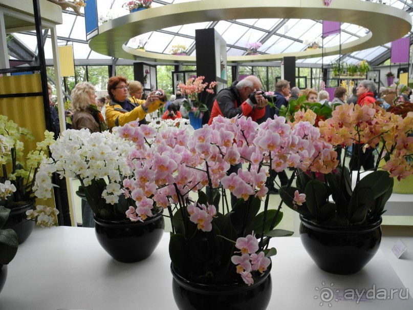 Голландия. Парк тюльпанов Кёкенхоф