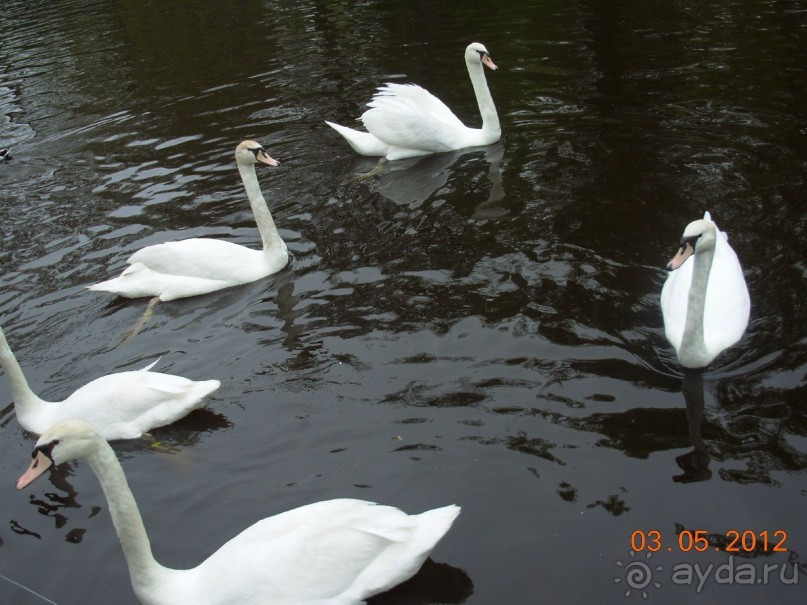 Голландия. Парк тюльпанов Кёкенхоф