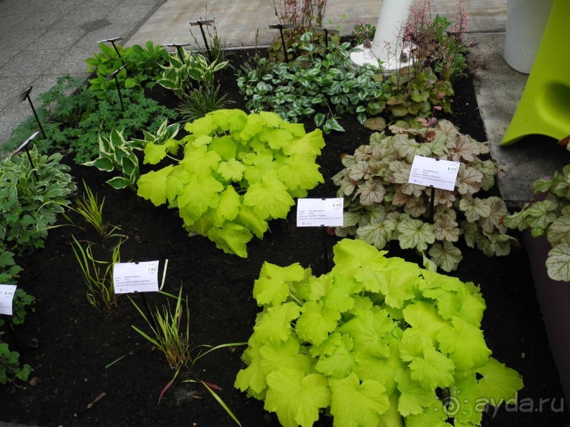 Голландия. Парк тюльпанов Кёкенхоф