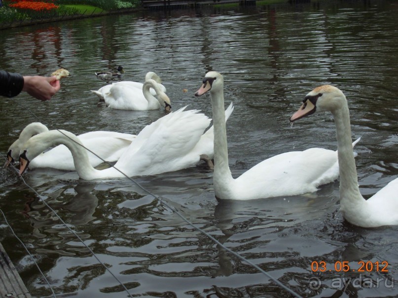 Голландия. Парк тюльпанов Кёкенхоф